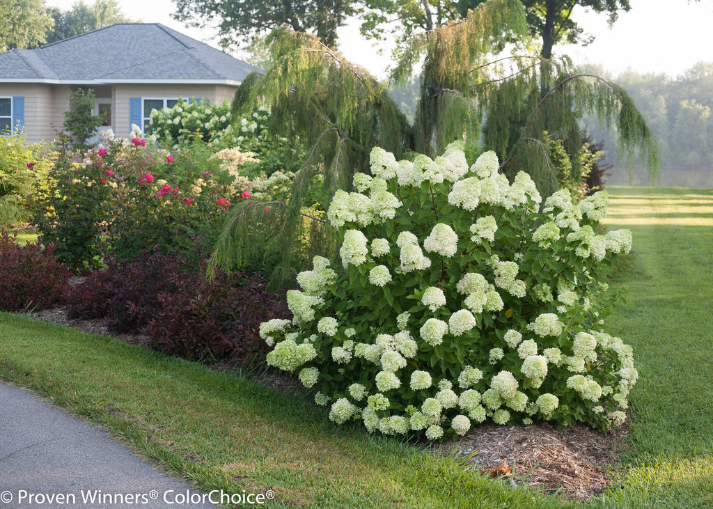 Little Lime® Hardy Hydrangea Hydrangea paniculata Proven Winners